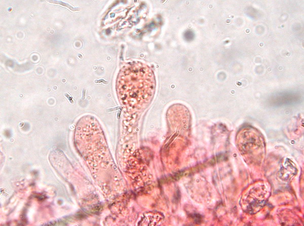 Corticiaceae da determinare... (Radulomyces molaris)